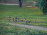 gooses ganders  goslings.jpg(258)