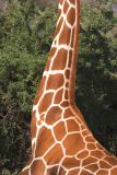GiraffeNeck4525.jpg