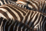 ZebrasStripes8834.jpg