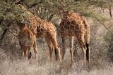 Reticulated Giraffe, Samburu 0213