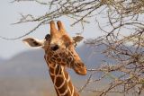 Reticulated Giraffe, Samburu 0291