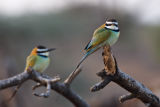 White-throated Bee-eaters, Samburu 0509