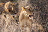 Lions, Samburu 0658