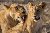 Lions, Samburu 0690
