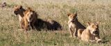 Lions, Serengeti 2759