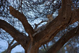 Lepoard, Samburu 0391