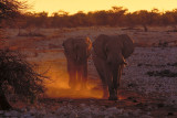 Elephants22.jpg