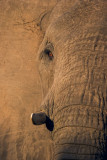 ElephantEyeV2416.jpg