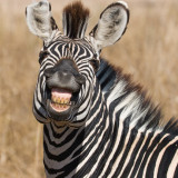 ZebraGrin.jpg