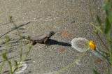 Western Fence Lizard