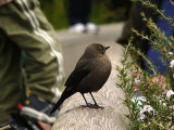 Brewers Blackbird