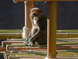 Monkey In Bamboo Tower