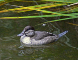 Ruddy Duck Reflected