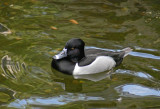 Ring-necked Duck at the Zoo