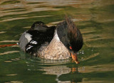 Red-breasted Merganzer Making a Splash