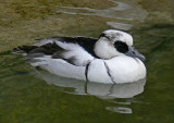 Smew