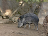 Chacoan Peccary