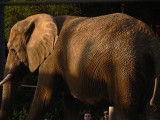 Sunlit Elephant