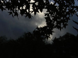 Silhouetted Leaves