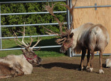 Two Reindeer