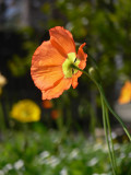 Orange & Yellow Poppy