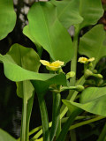 Yellow and Green in the Pond