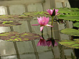 Pink Water Lilies Reflected