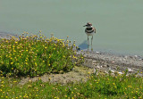 Killdeer & Flowers