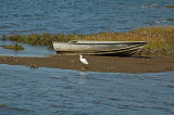 Snowy Egret and Boat