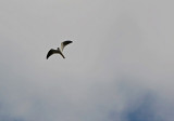 White-tailed Kite - High in the Sky