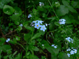 Forget-Me-Nots