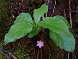 Western Starflower