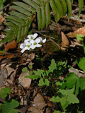 Also Known As California Toothwort