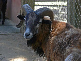 Face of a Ram