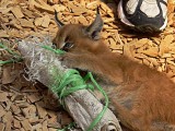 Caracal Play Time