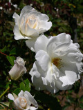 White and Peach Roses