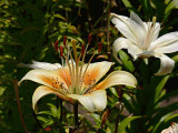 Tiger Lily