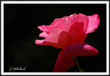 Rose Light