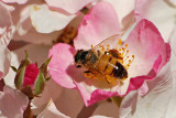 Bee In a Sea of Pink and White