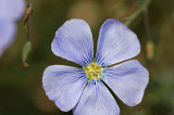 Western Blue Flax