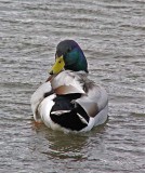 Mallard Drake