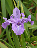 Light Purple Iris with Spider