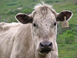 White Cow