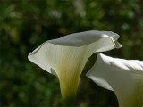 Callalily