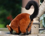 Red Ruffed Lemur Getting a Drink