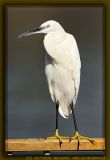 Snowy Egret on Crocodile Island, Luxor