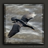 Cormorant