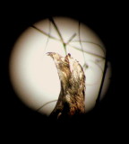 NORTHERN POTOO AT ATTENTION.JPG
