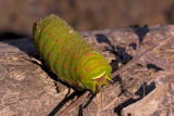 Caterpillar