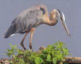 Blue Herons Prize Catch